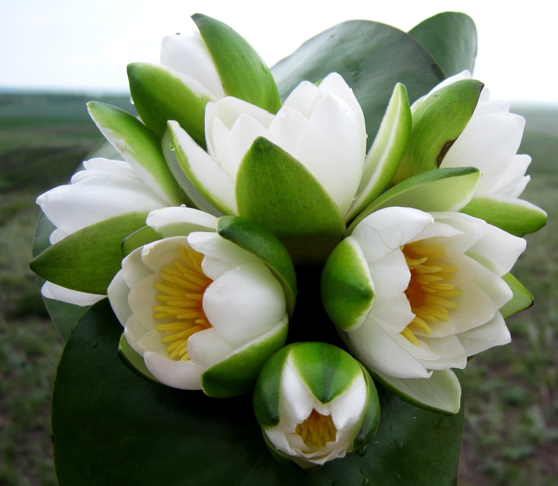 yakın çekim doğa yaprak çiçek flora lily tropikal bahçe parlak yaz petal güzel egzotik çiçek açan çiçek renk sezon yakın çekim