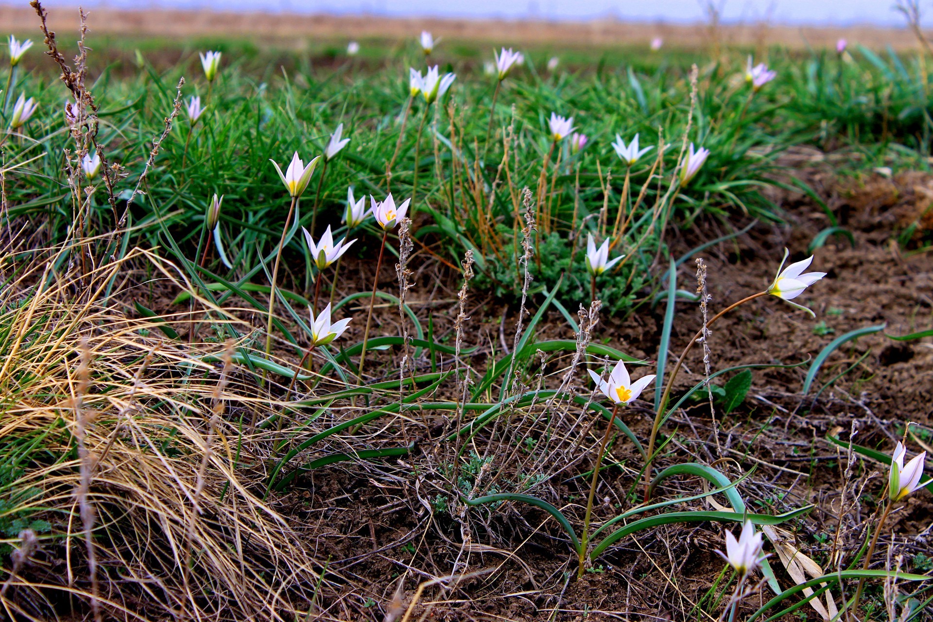 çiçek alanı çimen doğa flora sezon çiçek saman açık havada büyüme yaprak bahçe alan zemin yaz kırsal çevre çiçeklenme güzel hava yakın çekim çiçek