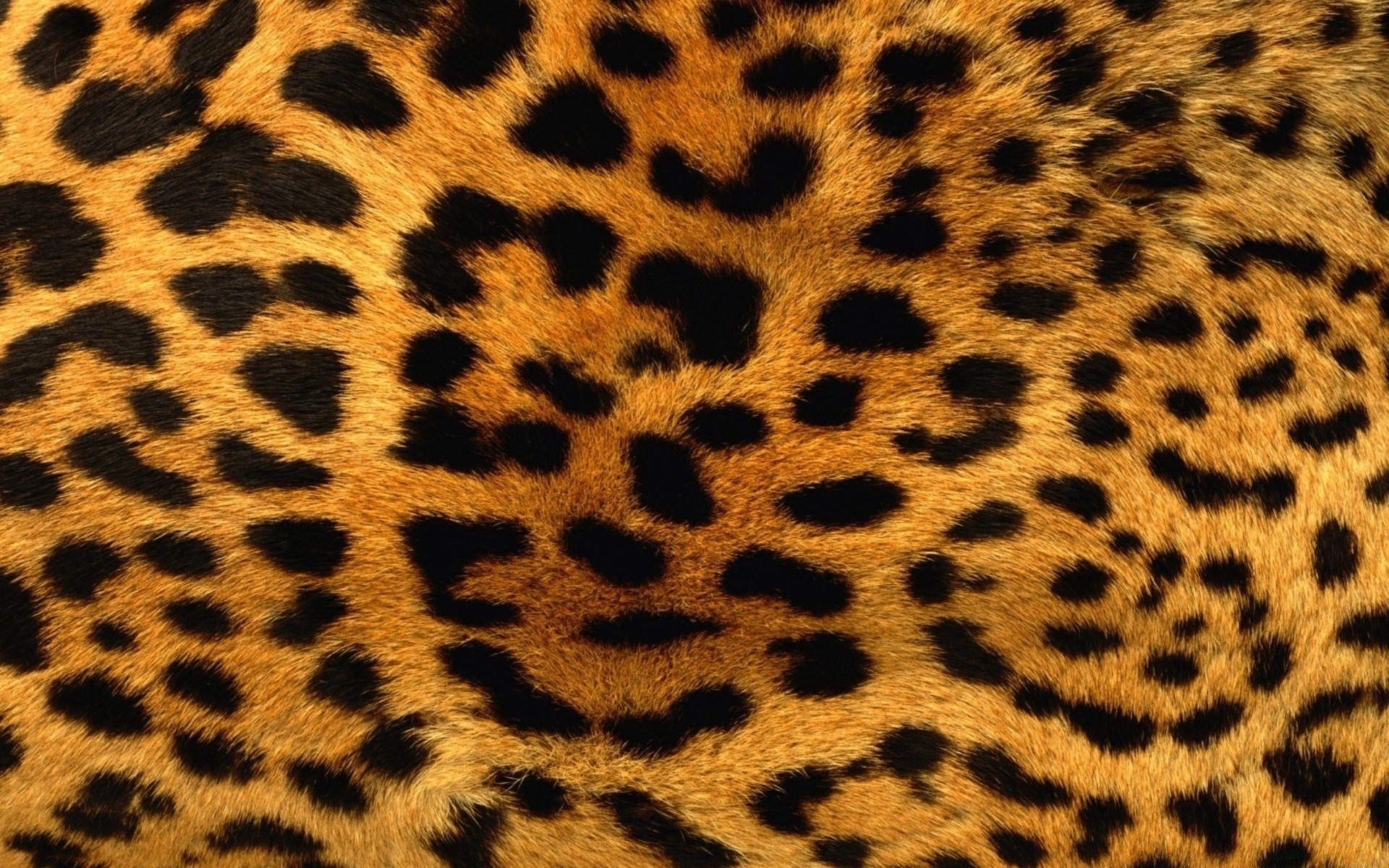 texture guépard léopard camouflage safari fourrure chat modèle zoo tigre jungle mammifère faune girafe grand chat pimple impression conception