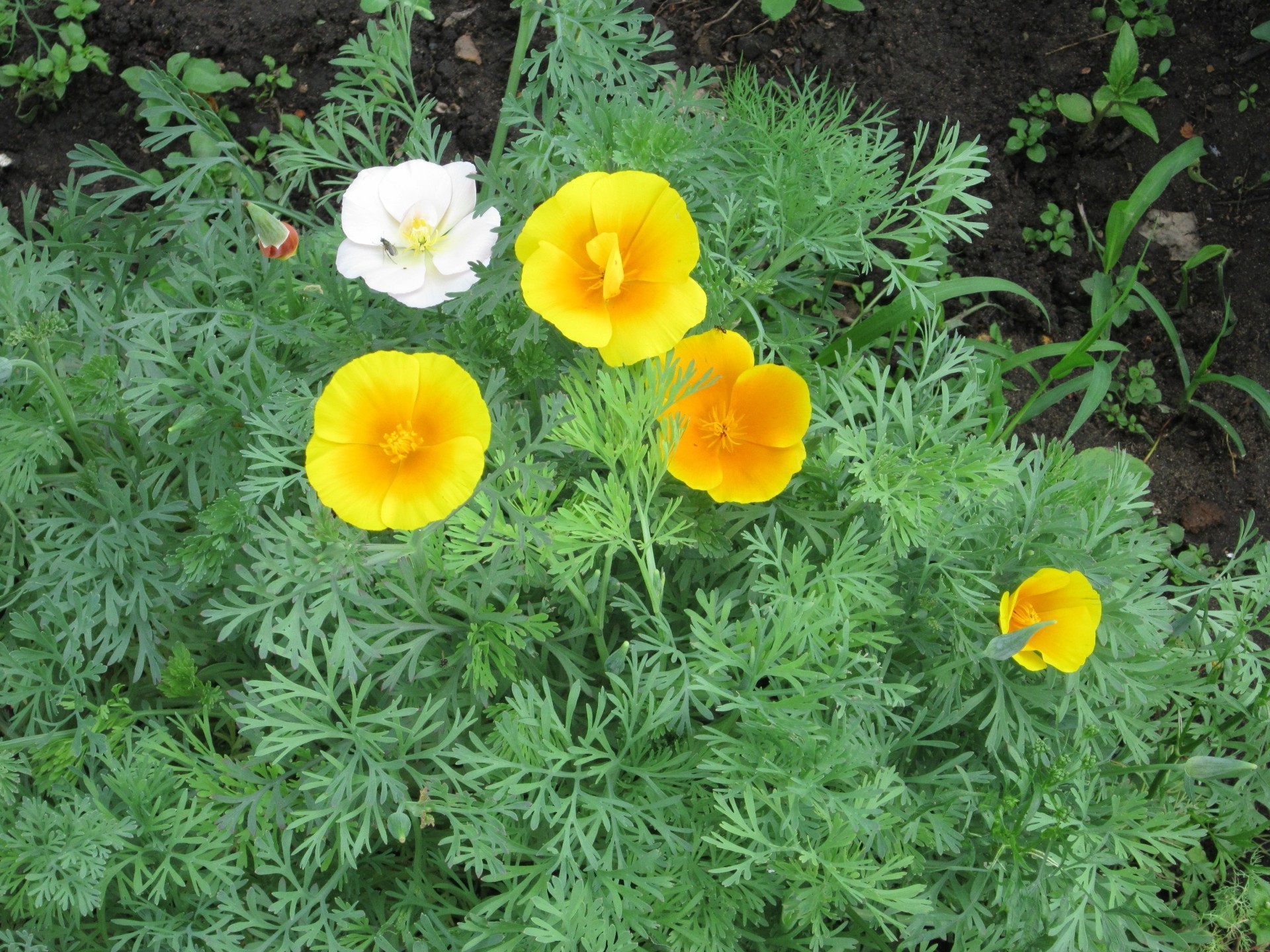 花坛 花园 植物区系 自然 叶 花 夏天 明亮 颜色 生长 花卉