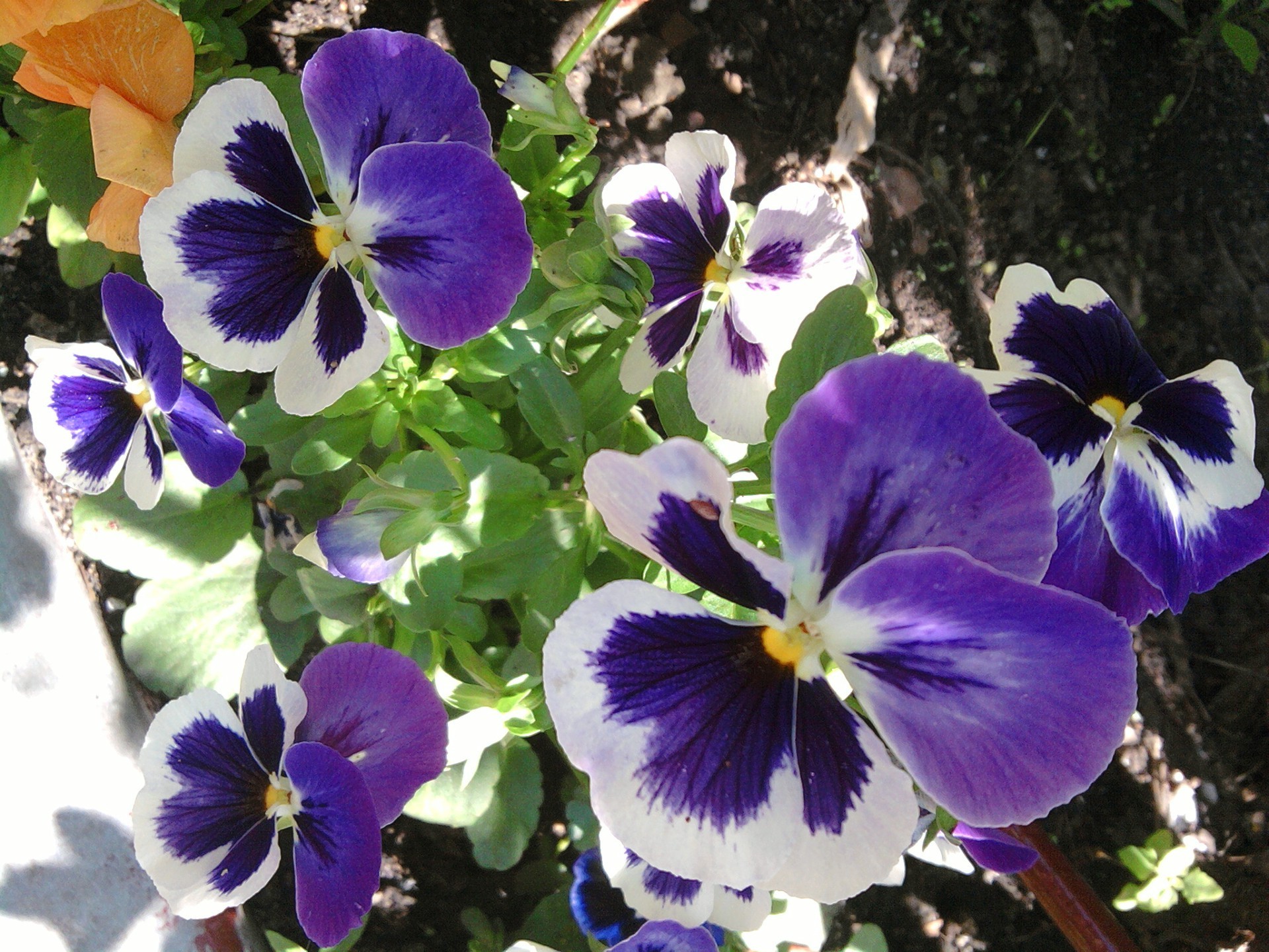 canteiros de flores flor pansy natureza floral folha viola violet flora blooming jardim ao ar livre pétala brilhante verão crescimento