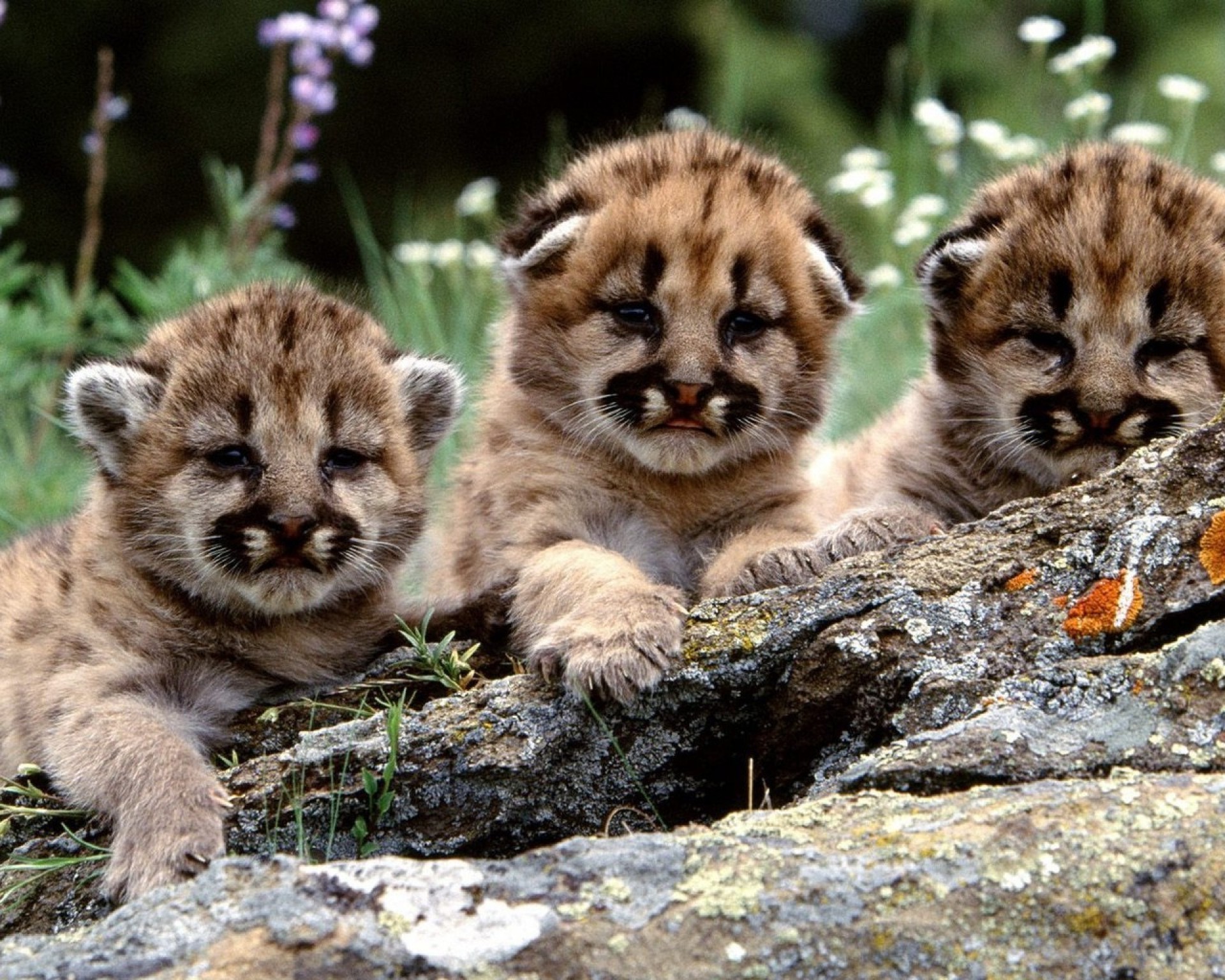 tigres mamífero gato vida selvagem jardim zoológico animal comedor de carne pele predador lobo selvagem natureza fofa retrato bebê grande pequeno visualização leão fofo