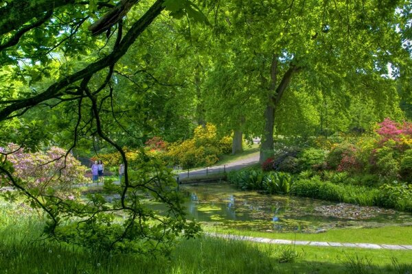 Summer green park with a lake