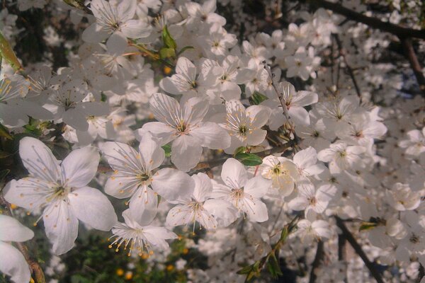 White flowers. Blooming in spring