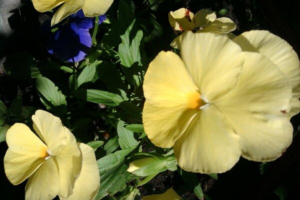 Três lindas flores amarelas