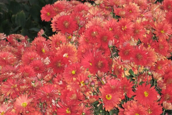 Flore florale de chrysanthème en plein écran