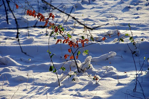 Frost in der Natur Bilder Wallpaper