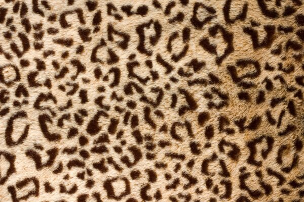 Leopard camouflage on the desktop