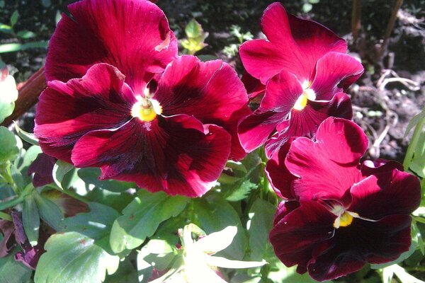 Aiuola con fiori viola del pensiero Bordeaux