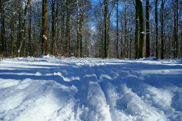 Trees in winter in the cold under the snow