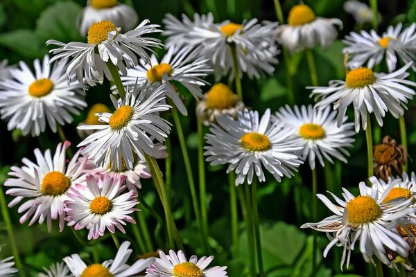 Marguerites closeup