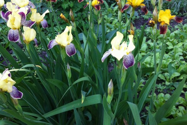 Fiori da giardino in un polisadro