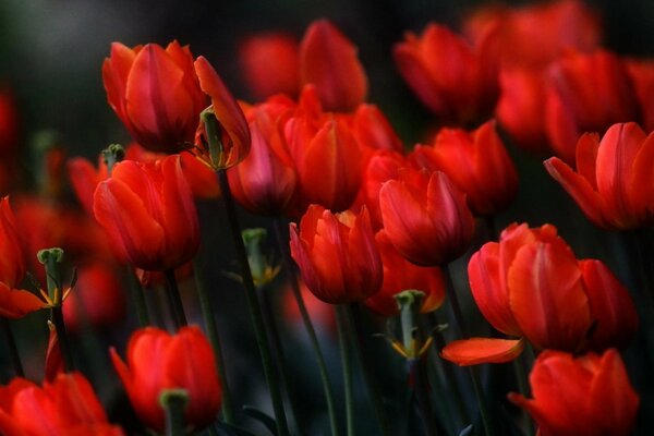 Bourgeons de tulipes écarlates sur fond sombre