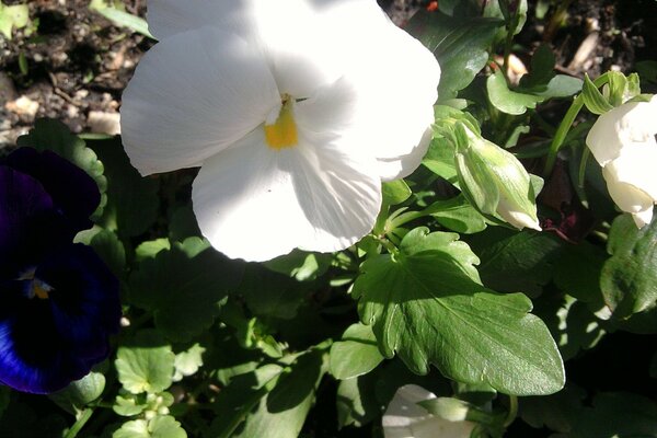 Flower close-up in nature