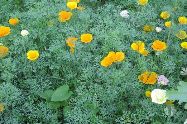 Flowerbed with flowers in the country garden