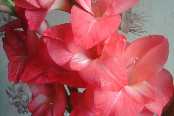 Gladioli in un vaso bella foto