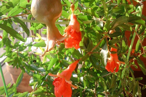 La Grenade fleurit et porte ses fruits