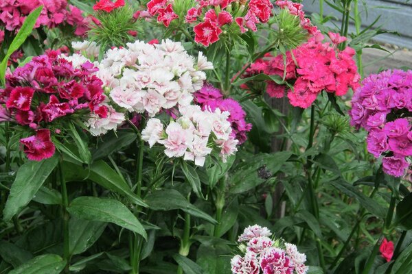 Flower Garden carnation multicolored