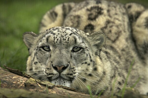 Schöner Gepard Nahaufnahme