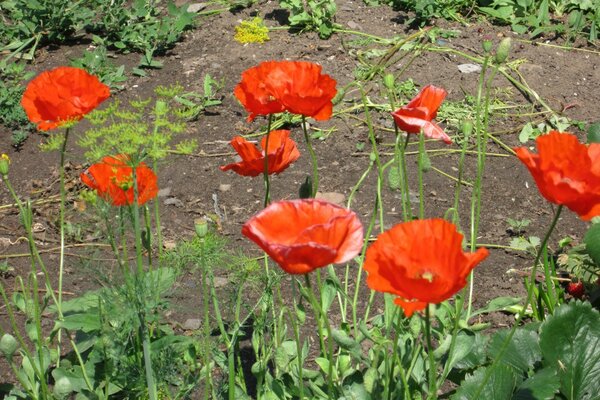 Club avec des fleurs de coquelicots rouges