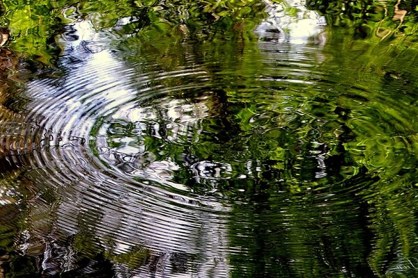 Stagni e ruscelli nella natura nella foresta