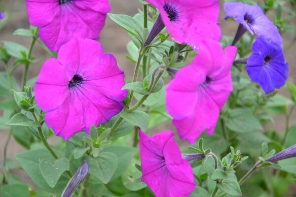 Garden pink and purple flowers