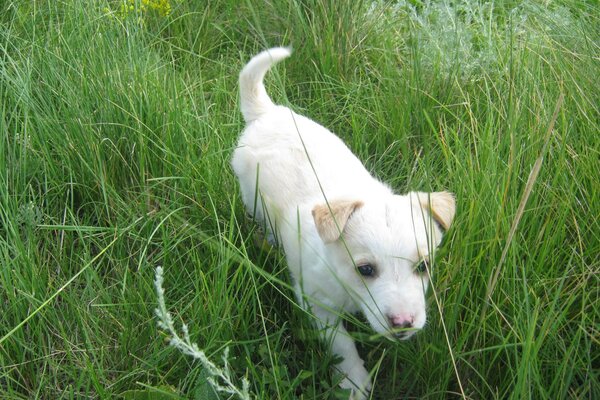 Ein süßes Tier. Hund im Gras