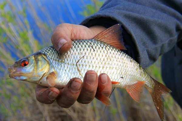 Pescado atrapado en el río