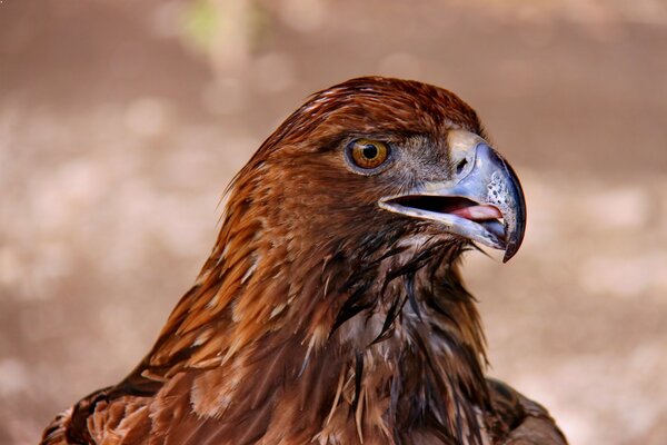 La mirada del águila en la voluntad