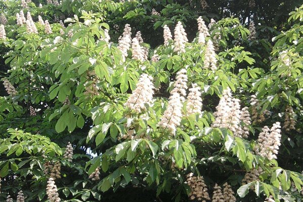 Flora and fauna in salu in spring