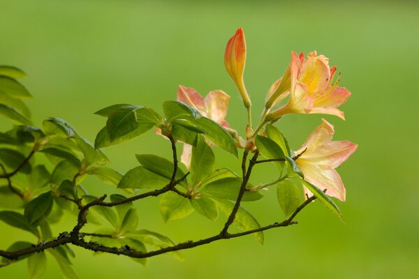 Imagen de primer plano de la flor