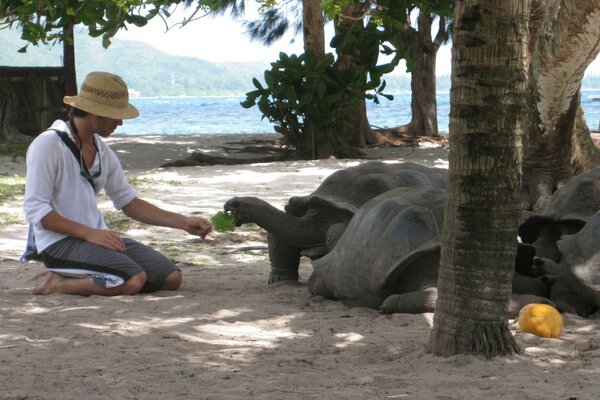 Ein Inselbewohner füttert riesige Schildkröten mit den Händen