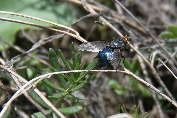 Insect life in the wild