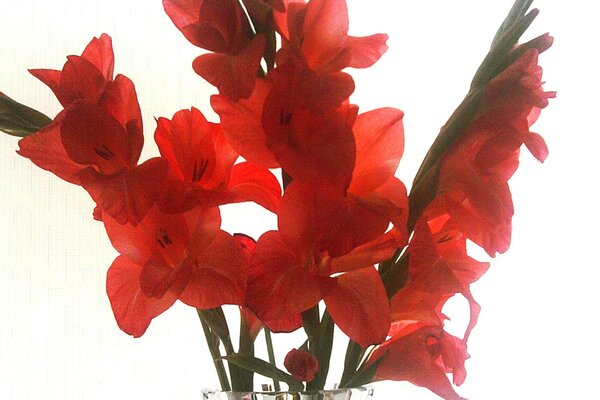 Bouquet de fleurs dans un beau vase