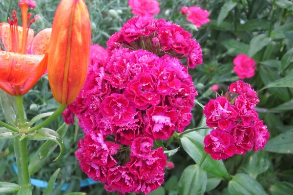 Fotos de macizos de flores con claveles y azucenas