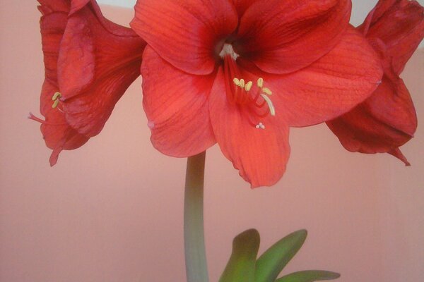 Red flower in a pot on a peach background