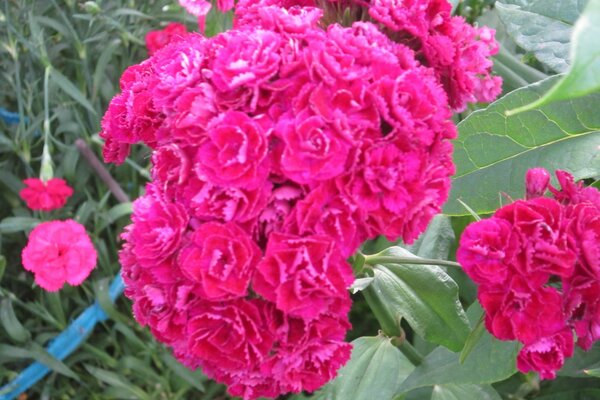 Large flowers in natural conditions