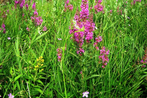 Fiori selvatici su uno sfondo di erba di Prato