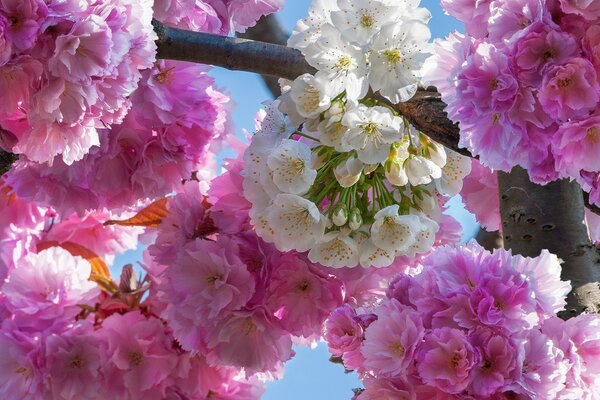 Beautiful delicate flowers on the branches