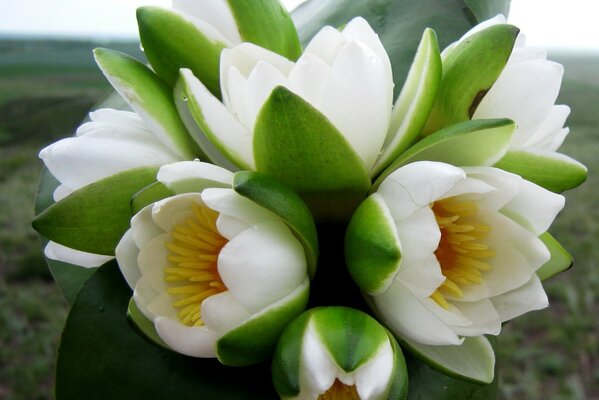 Boccioli di fiori sbocciati bianchi come la neve