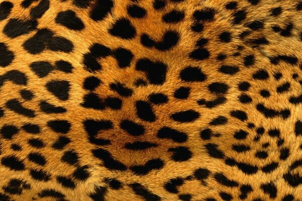 Fabric for upholstery. Color - leopard