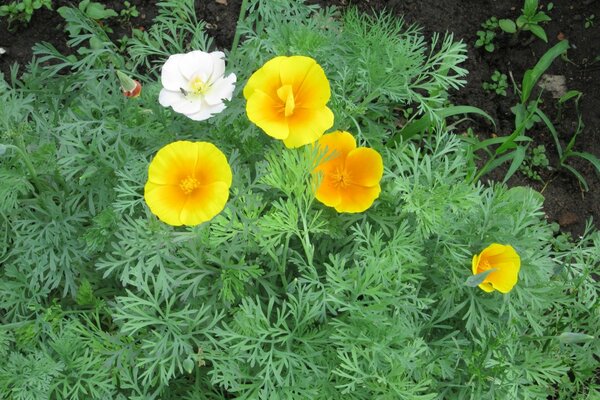 Schöne Blumenbeete mit Blumen in deinem Garten