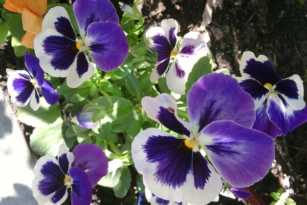 Club with flowers pansies