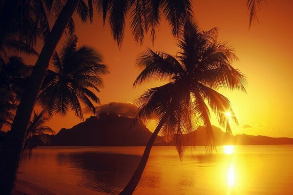 Palm tree on the background of the beach and sunset in orange tones