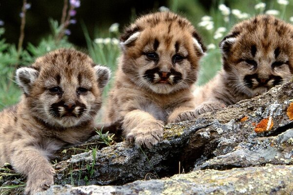 Tigerbaby in freier Wildbahn