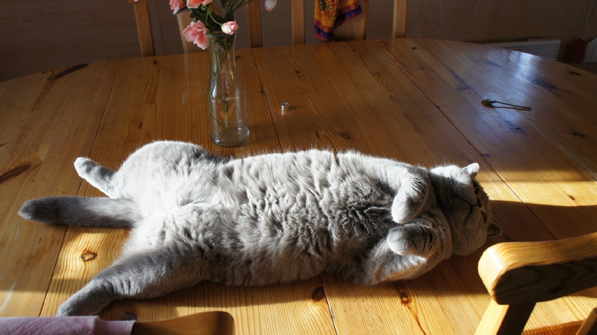 gatos doméstico animal de estimação bonito família cão dentro de casa animal mamífero gato retrato sentar madeira sono solteiro pele chão móveis jovem