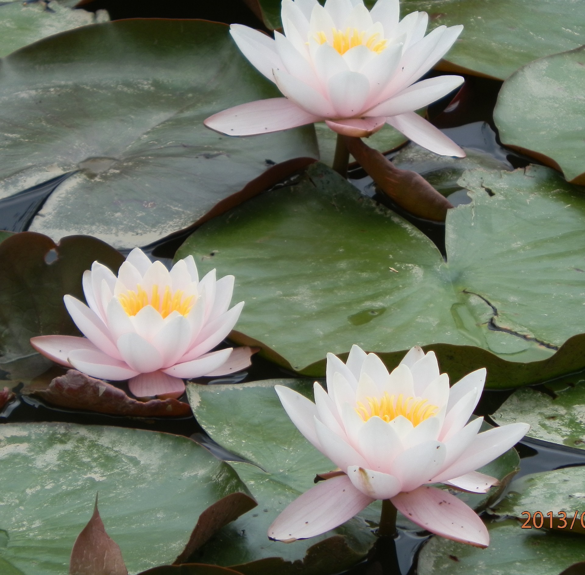 flowers in water lotus pool aquatic lily waterlily swimming nelumbo exotic sacred tropical leaf zen meditation flower pure pad lake blooming flora tranquility