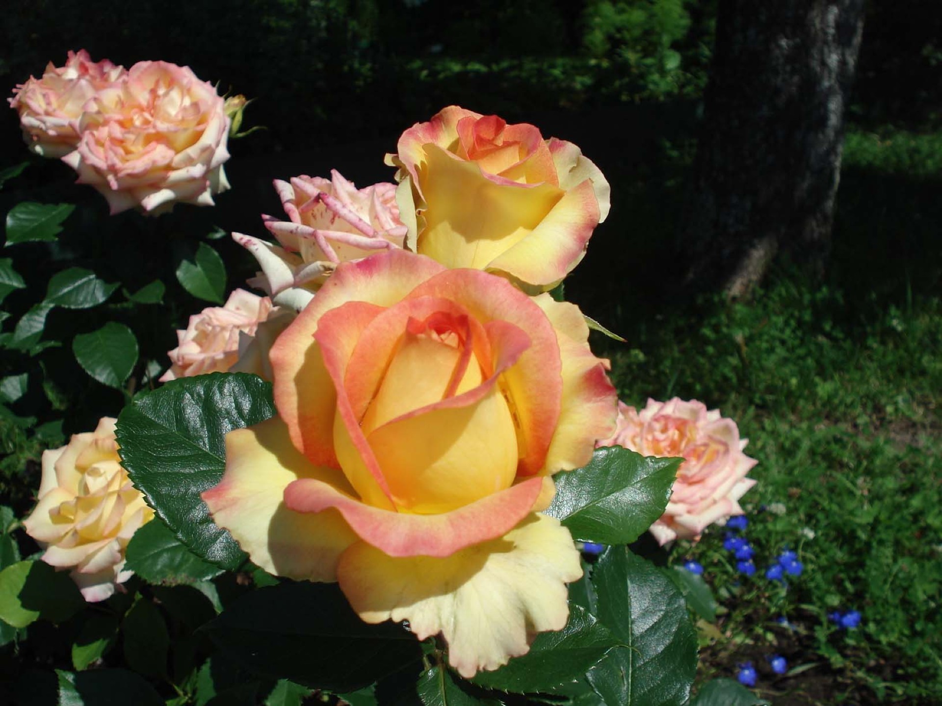 çiçekler çiçek gül yaprak petal aşk doğa bahçe romantizm flora çiçek çiçeklenme yaz buket düğün renk