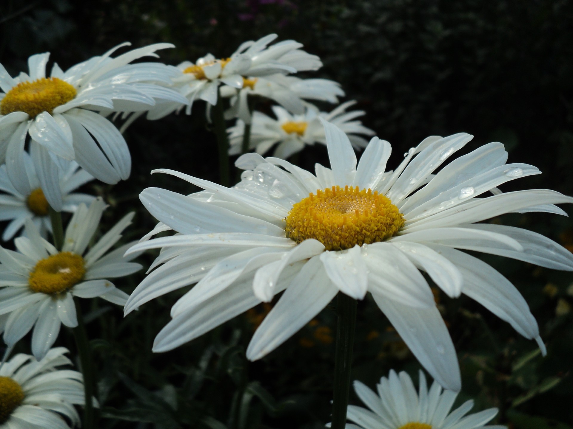 papatyalar doğa çiçek flora yaz bahçe çiçek petal çiçek açan yaprak sezon parlak güzel alan renk büyüme yakın çekim saman açık havada