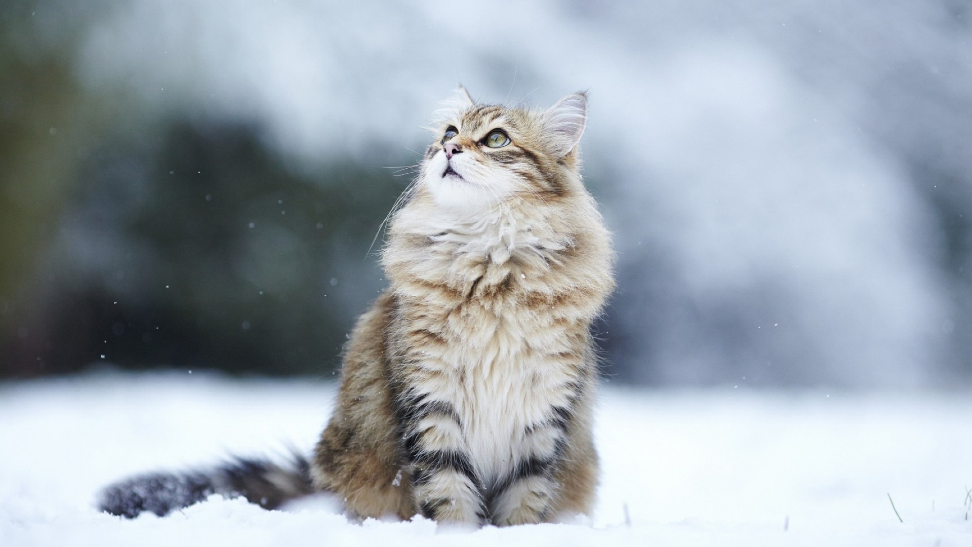 katzen katze winter schnee säugetier fell natur tier tierwelt niedlich auge kätzchen porträt im freien